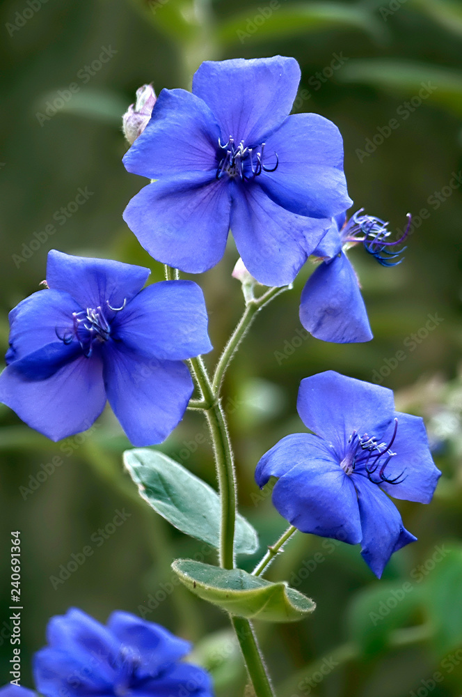 Obraz premium Bleached Shadow