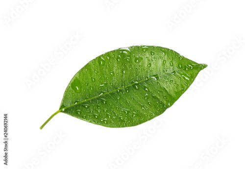 Fresh green ficus leaf on white background