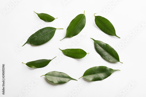 Fresh green ficus leaves on white background, top view