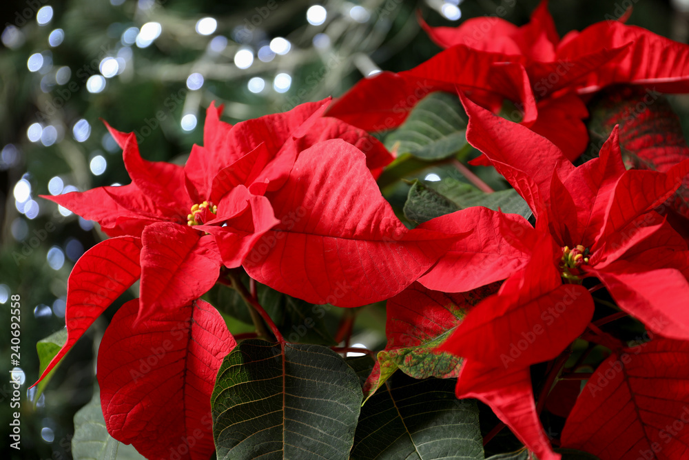 Fototapeta premium Beautiful poinsettia on blurred background. Traditional Christmas flower