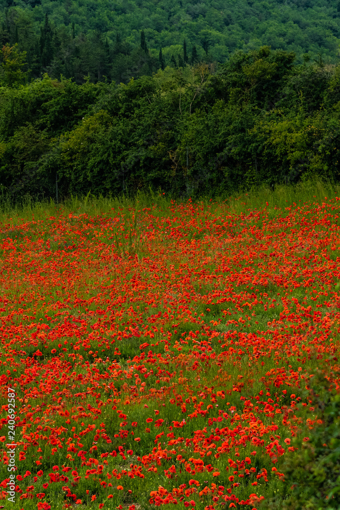 Field of Tuscan Poppies