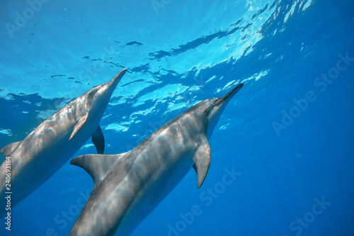 Two Wild Spinner dolphins underwater on blue water background