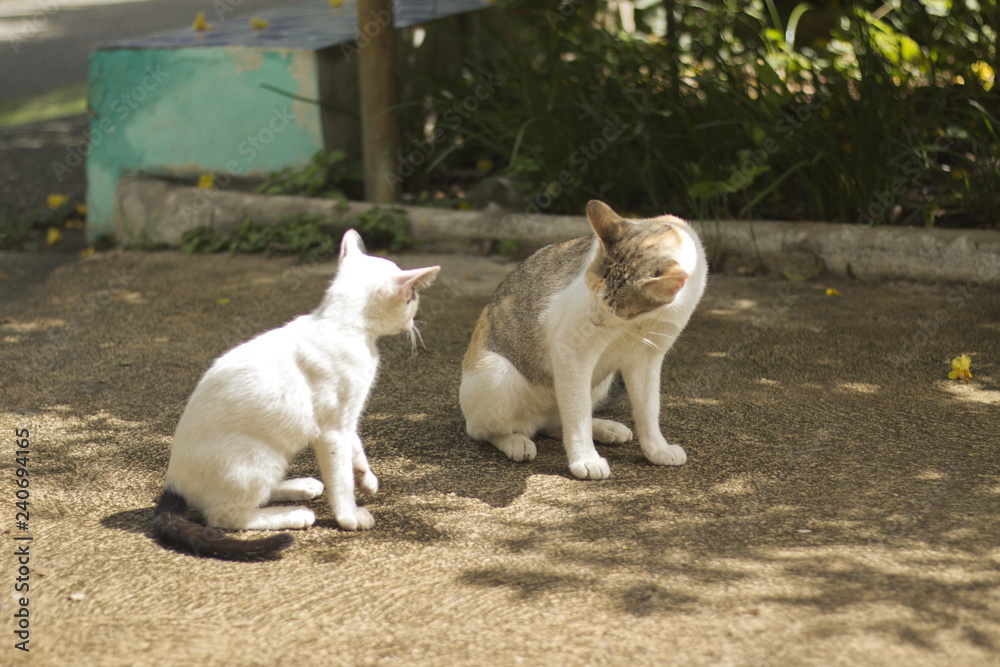 The beauty of the cat in the natural distance. The beauty of the cat in the natural distance.
