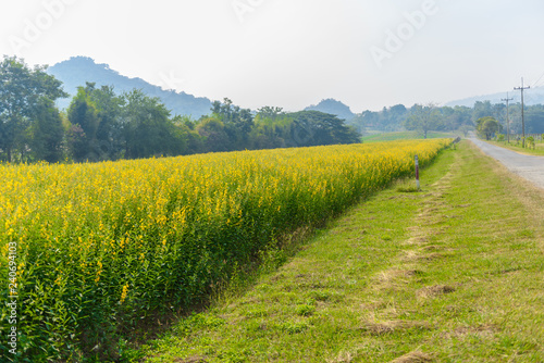 landscape view of yellow Sunn Hemp field