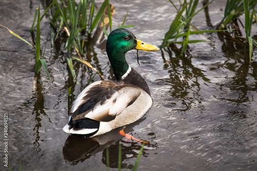 Mallard Duck in Water