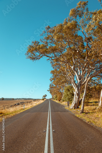 Australian rural countryside road landscape with eucalyptus trees and sheep farm fields in Adelaide Hills, South Australia