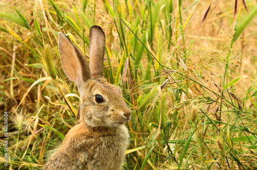A Desert Cottontail Rabbit (sylvilagus audubonii) head and shoulder close up in natural habitat. © Dakota Rones