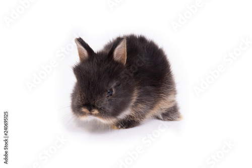 Baby netherland dwarf rabbit on white background.
