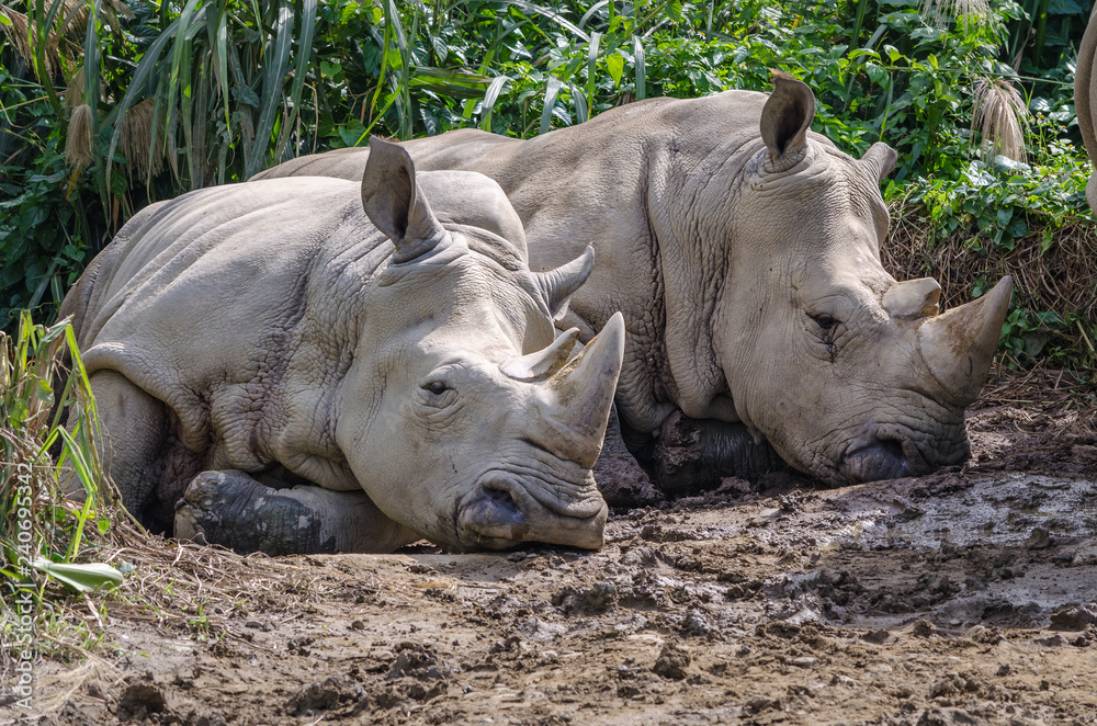 two rhinos lying down