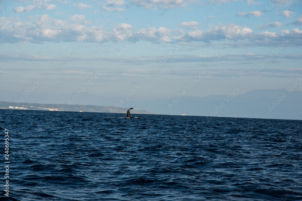 Humpback whale cavorting in Bucerias Bay near Punta Mita, Nayarit, Mexico