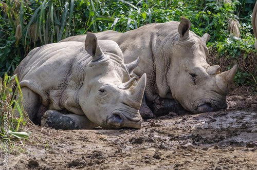 two rhinos lying down