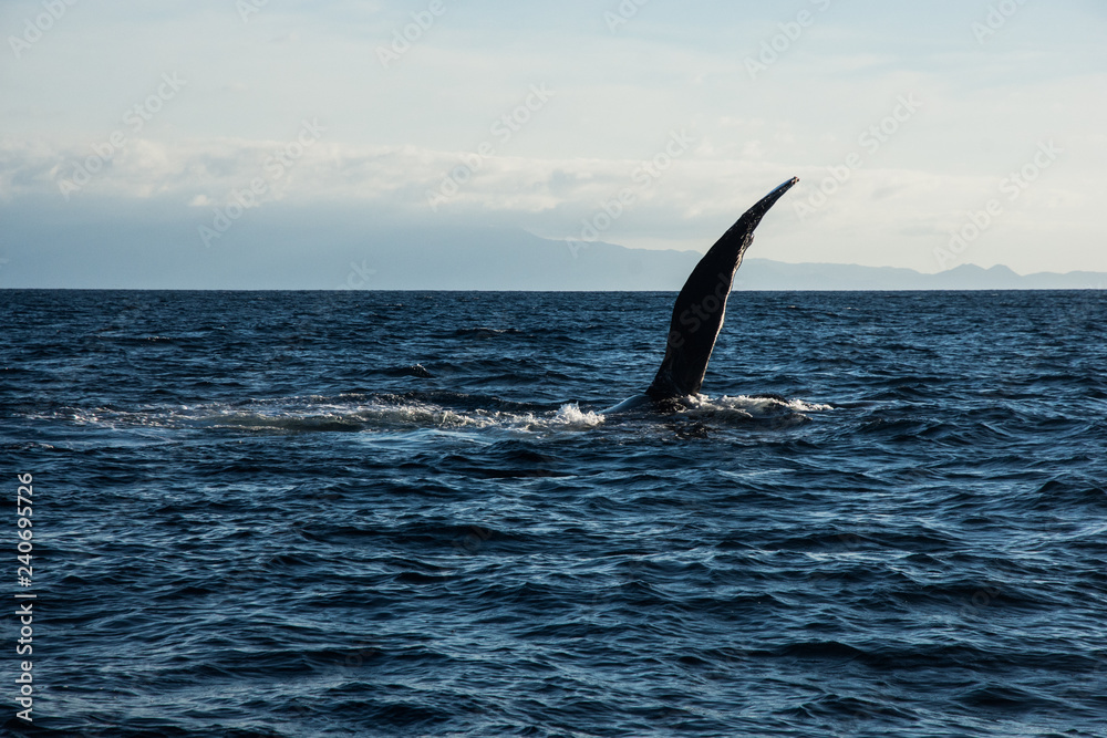 Naklejka premium Humpback whale cavorting in Bucerias Bay near Punta Mita, Nayarit, Mexico