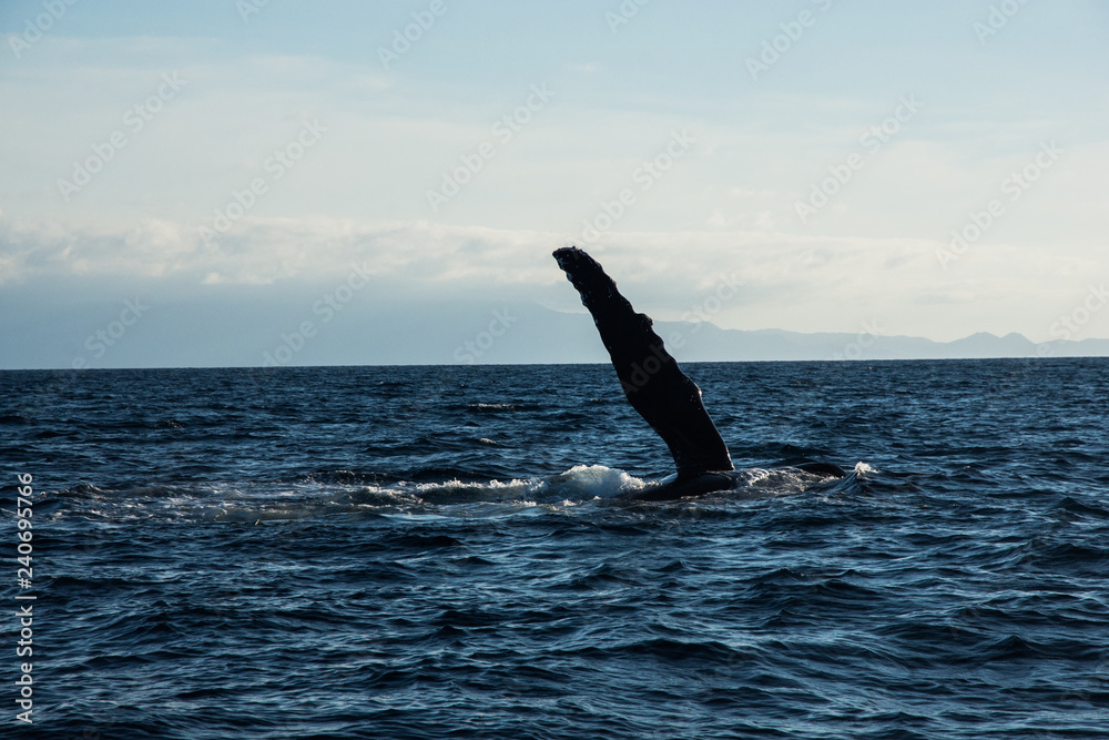 Fototapeta premium Humpback whale cavorting in Bucerias Bay near Punta Mita, Nayarit, Mexico