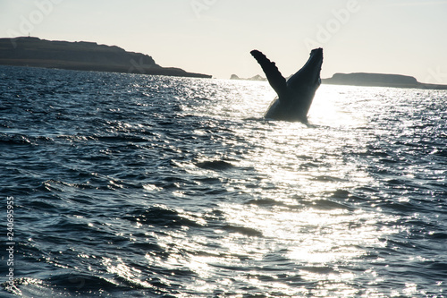 Humpback whale cavorting in Bucerias Bay near Punta Mita, Nayarit, Mexico © Katherine