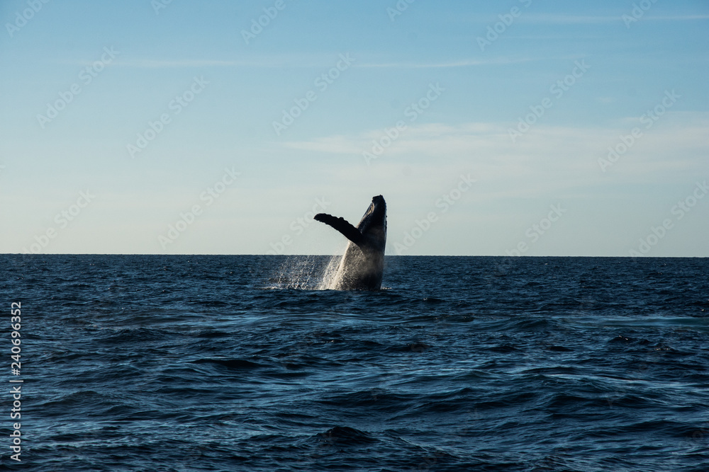 Fototapeta premium Humpback whale cavorting in Bucerias Bay near Punta Mita, Nayarit, Mexico