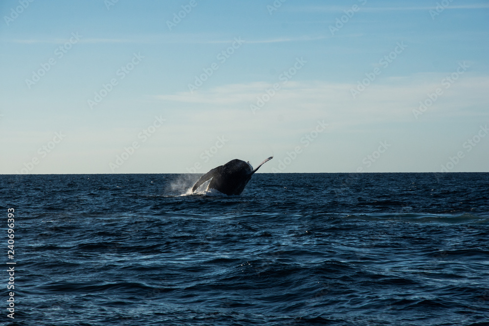 Naklejka premium Humpback whale cavorting in Bucerias Bay near Punta Mita, Nayarit, Mexico