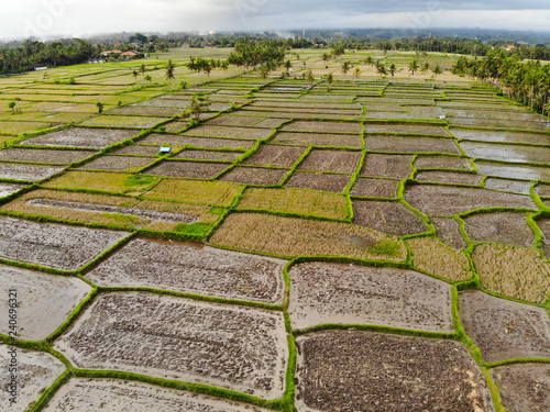 Oblique view of a rice field in Ubud, Bali