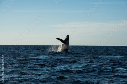 Humpback whale cavorting in Bucerias Bay near Punta Mita, Nayarit, Mexico photo