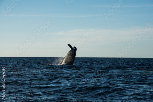 Humpback whale cavorting in Bucerias Bay near Punta Mita, Nayarit, Mexico photo