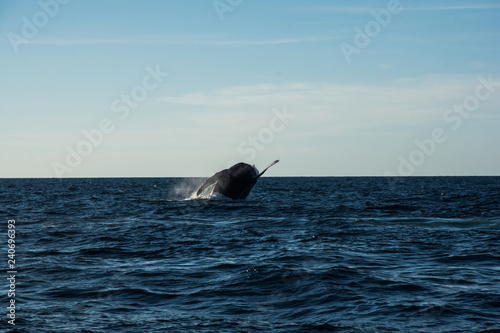 Humpback whale cavorting in Bucerias Bay near Punta Mita  Nayarit  Mexico