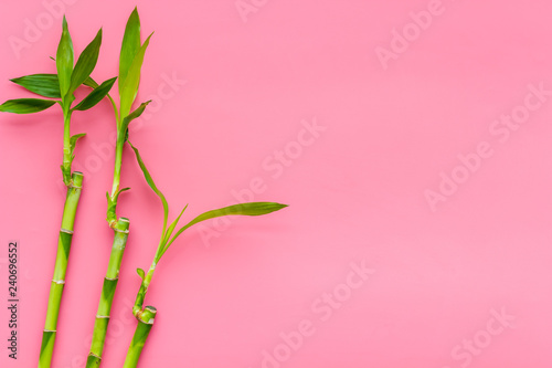 Bamboo shoot. Bamboo stem and leaves on pink background top view copy space