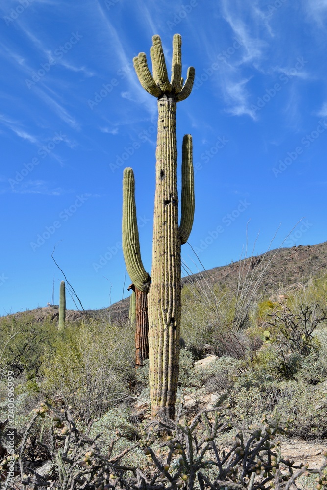 Saguaro Cactus Finger Rock Trail Tucson Arizona Catalina Mountains