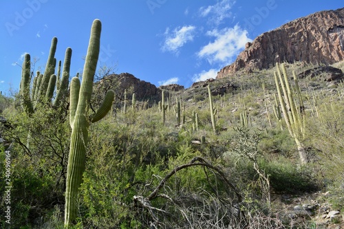 Saguaro Cactus Finger Rock Trail Tucson Arizona Catalina Mountains