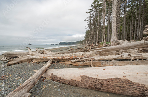 Giant Logs on a Remote Ocean Shore