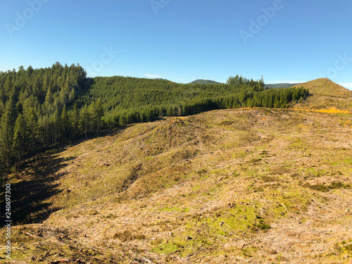 clear cut in forest mountain