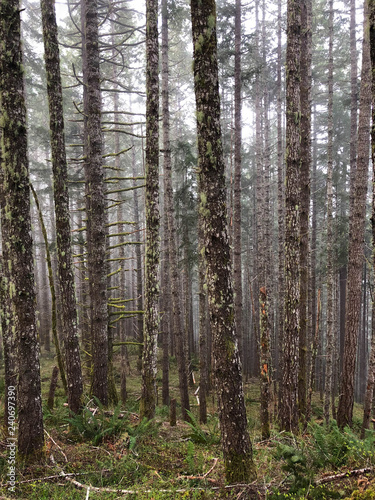trees and ferns in forest mountain