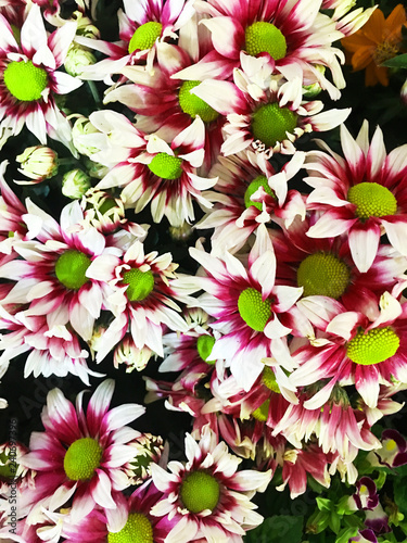 beautiful flowers in blur blackground at flower dome