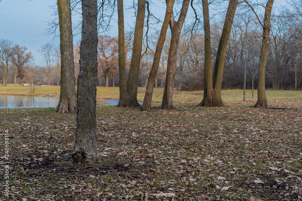 Autumn in the park with large trees Autumn in the park with large trees