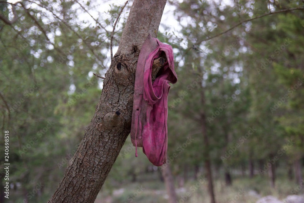 Ripped off old and dirty vivid pink purple woman's shorts underwear hanging  from a branch of a small pine tree in a forest Stock Photo | Adobe Stock