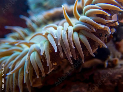 Edge of Sea Anemone Underwater with Tentacles