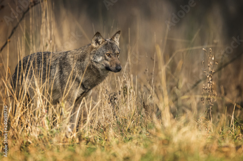 Gray wolf (Canis lupus)