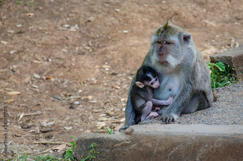 macaque nurturing baby