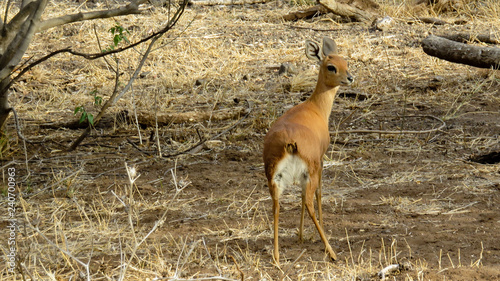 Steenbok walking away but looking back at the camera