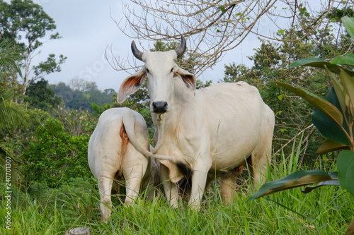 Cows
