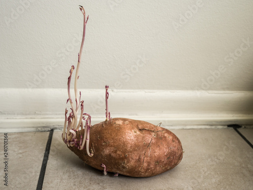 Close up photograph of a large oddly shaped sweet potato with eyes growing stringy sprout shoots creating a wild creature or animal like appearance sitting on a tile floor. photo