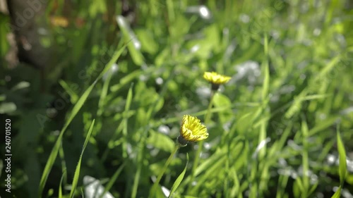 dandelions bloom timelapse