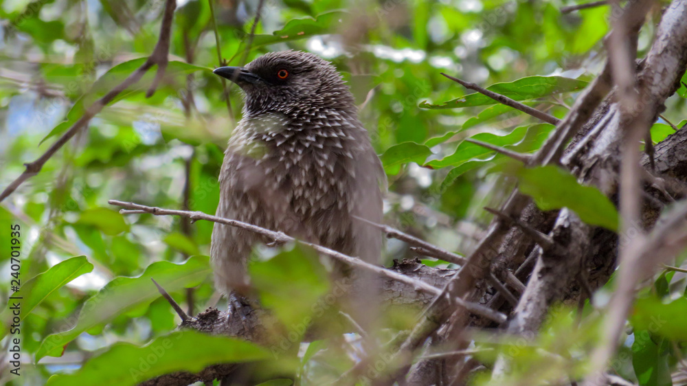 Arrow-marked Babbler Arrow-marked Babbler