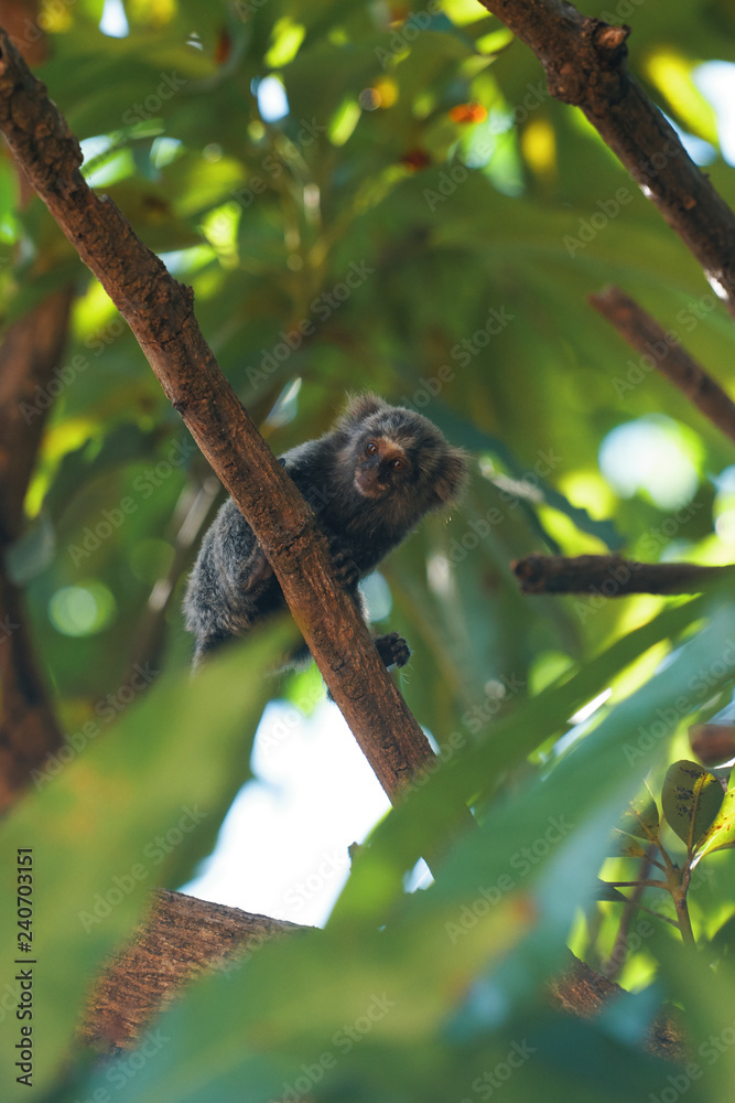 A monkey sitting on a tree in Brazil