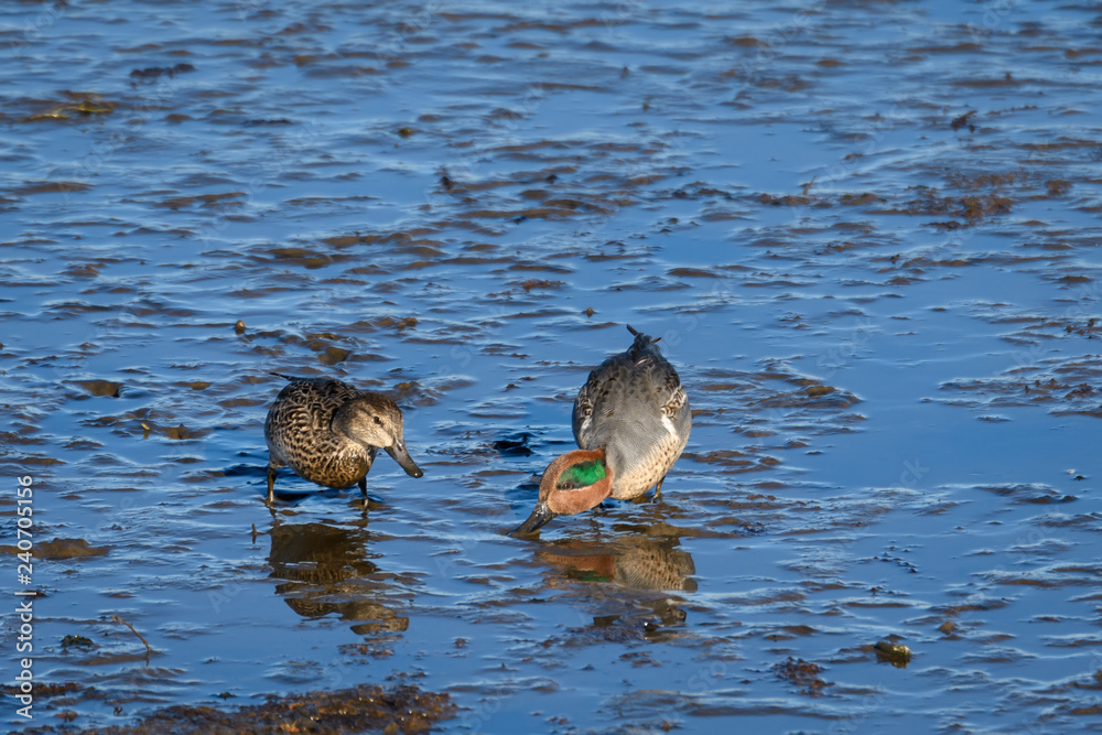 Pair of Green-winged Teal ducks at low tide feeding on the mud flats at Nisqually National Wildlife Refuge, reflections on the water Pair of Green-winged Teal ducks at low tide feeding on the mud flats at Nisqually National Wildlife Refuge, reflections on the water