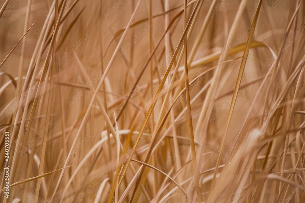 Grass leaves in the summer background Grass leaves in the summer background