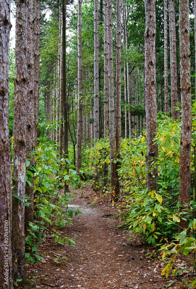 Deep deciduous forest with the pathway Deep deciduous forest with the pathway
