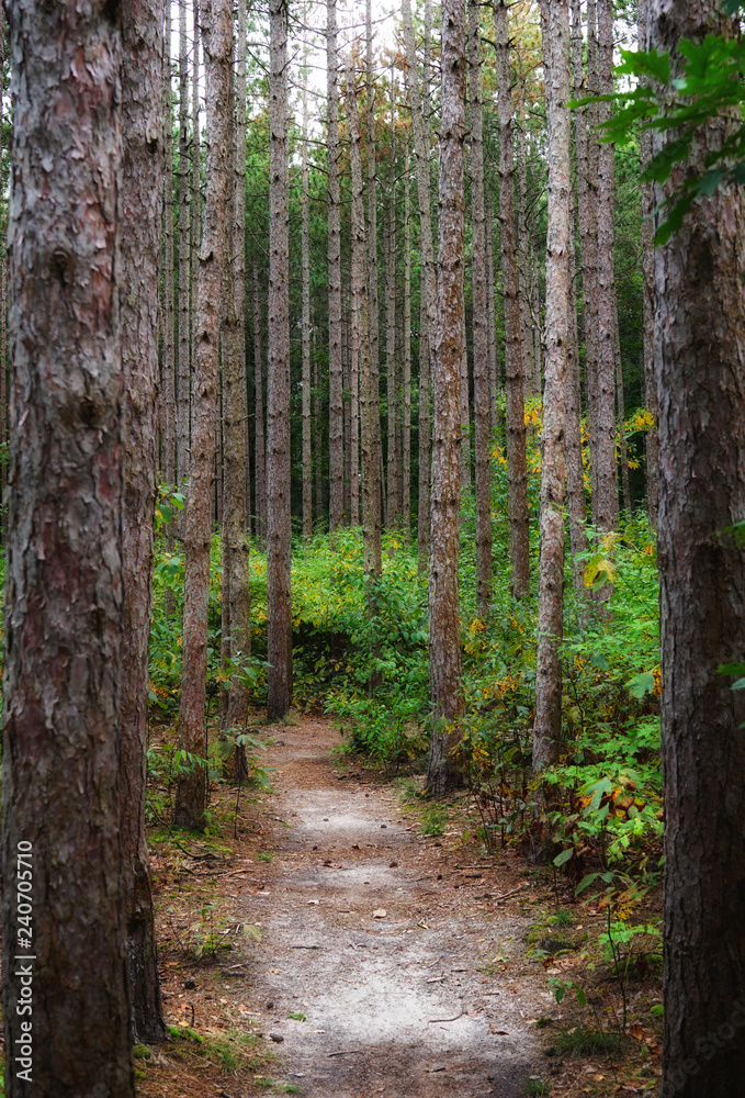 Obraz premium Pathway in the forest between tree trunks