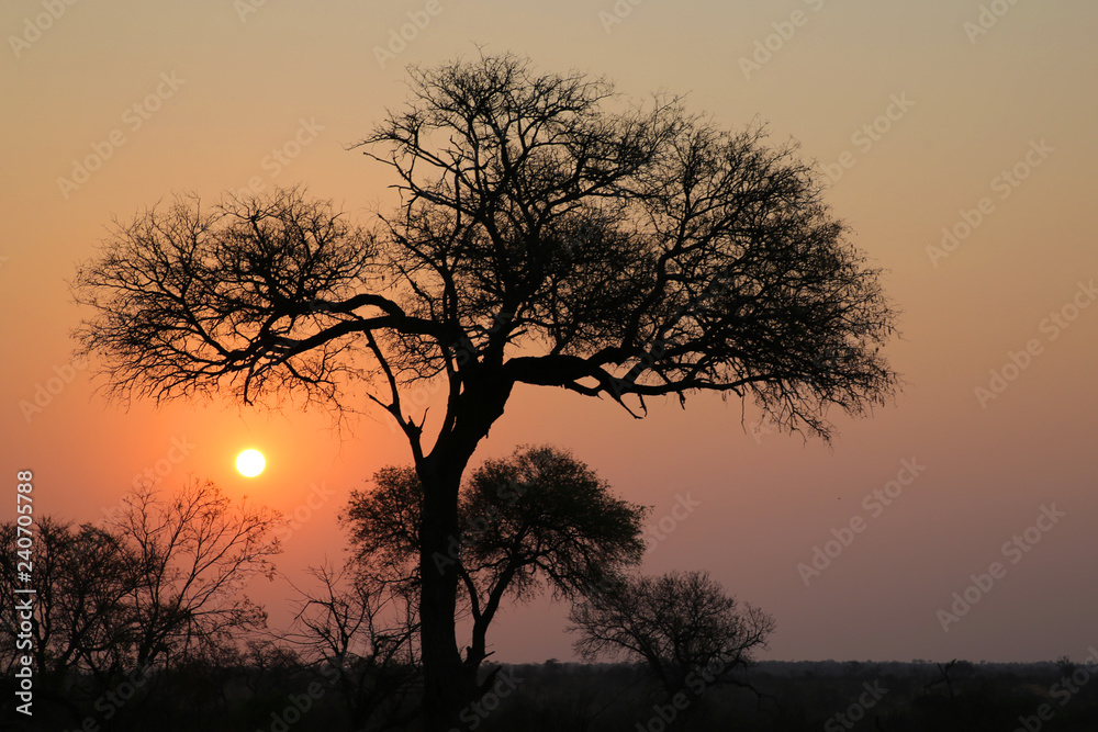 Sunset in Kruger National Park Sunset in Kruger National Park