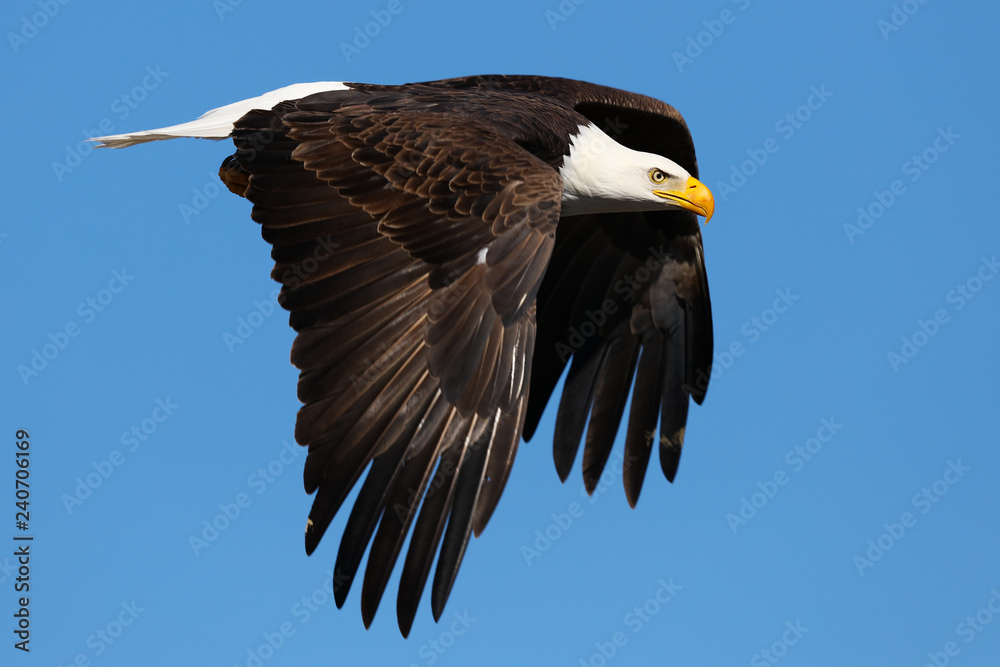 Obraz premium Bald Eagle
