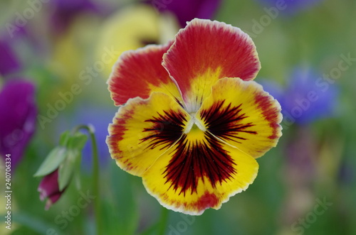 Beautiful flower Viola.