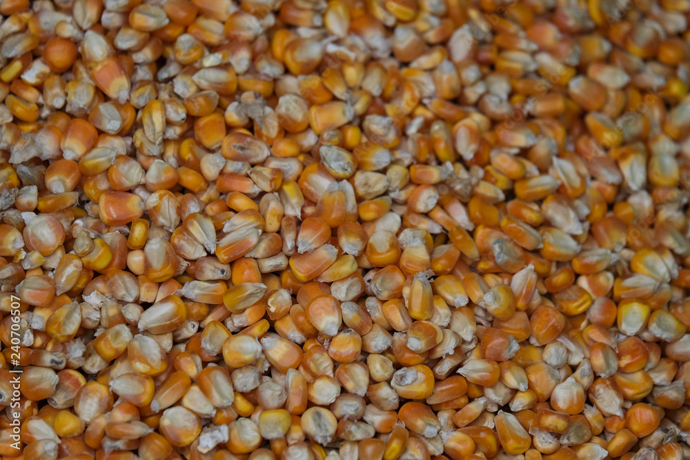 Corn bean seed. Royalty high-quality free stock image heap of yellow corn beans seed, corn background with copy space. Yellow corn beans is very nutritious Corn bean seed. Royalty high-quality free stock image heap of yellow corn beans seed, corn background with copy space. Yellow corn beans is very nutritious